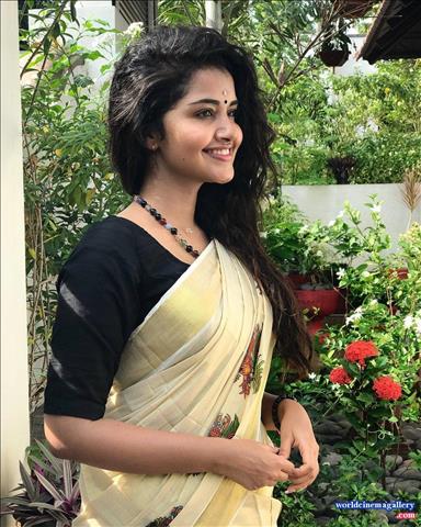 Anupama Parameswaran Vishu Celeration in Kerala Saree stills
